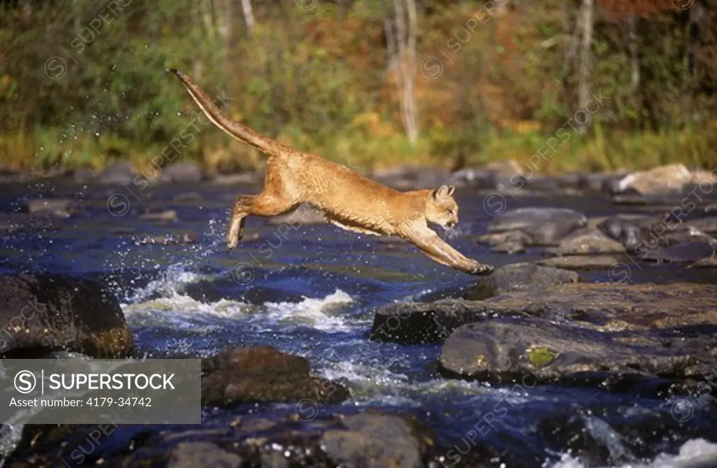 Mountain Lion jumping (F. concolor) Kettle River, Minnesota
