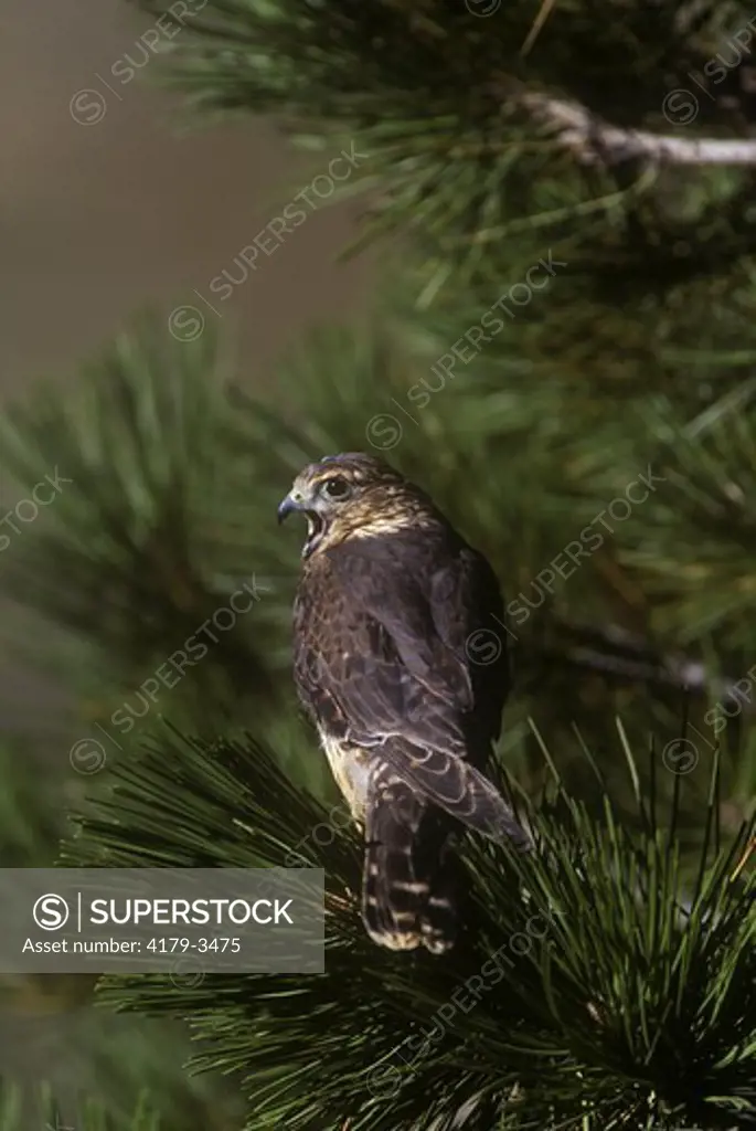 Pigeon Hawk or Merlin (Falco columbarius) female in pine tree. CO