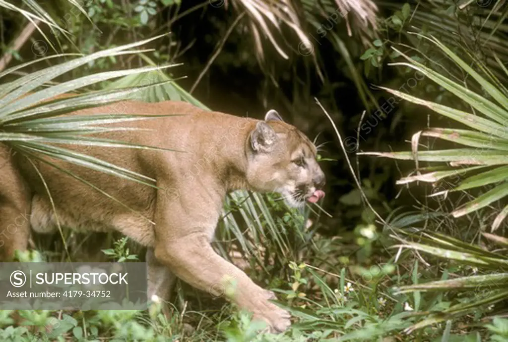 Florida Panther (Felis concolor), Immokolee, FL, IC
