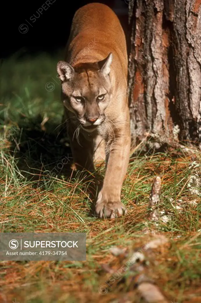 Florida Panther (Felis concolor coryi) Summerfield - Florida