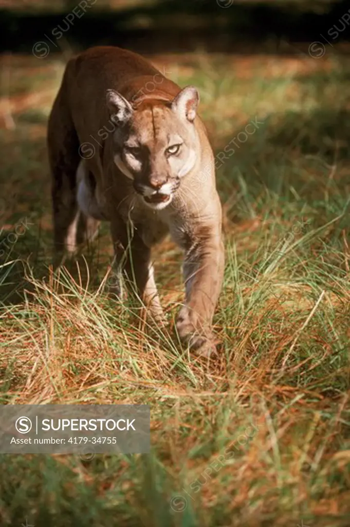 Florida Panther (Felis concolor coryi) Summerfield, FL