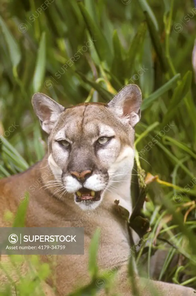 Florida Panther (Felis concolor coryi) Florida
