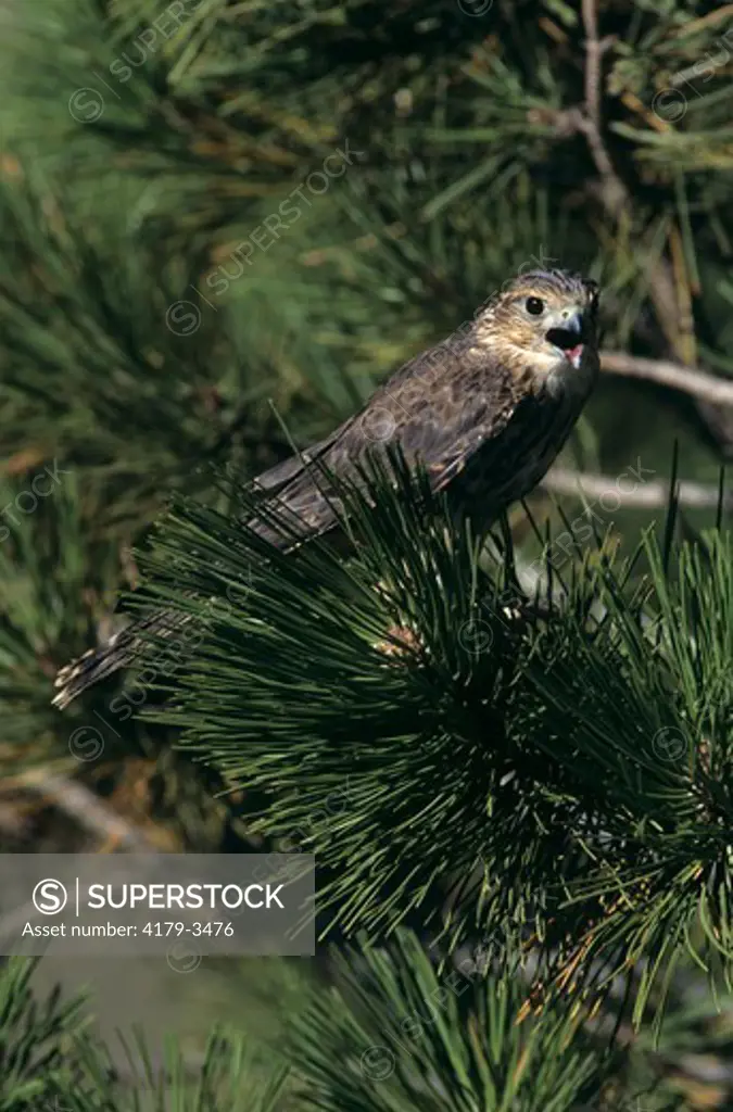 Pigeon Hawk or Merlin (Falco columbarius), fem., CO