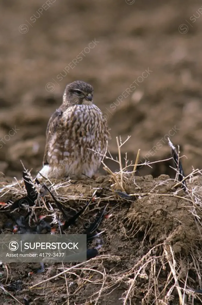 Merlin, female w/ Feathers of RW Blackbird, Adams Cty, CO (Falco columbarius)