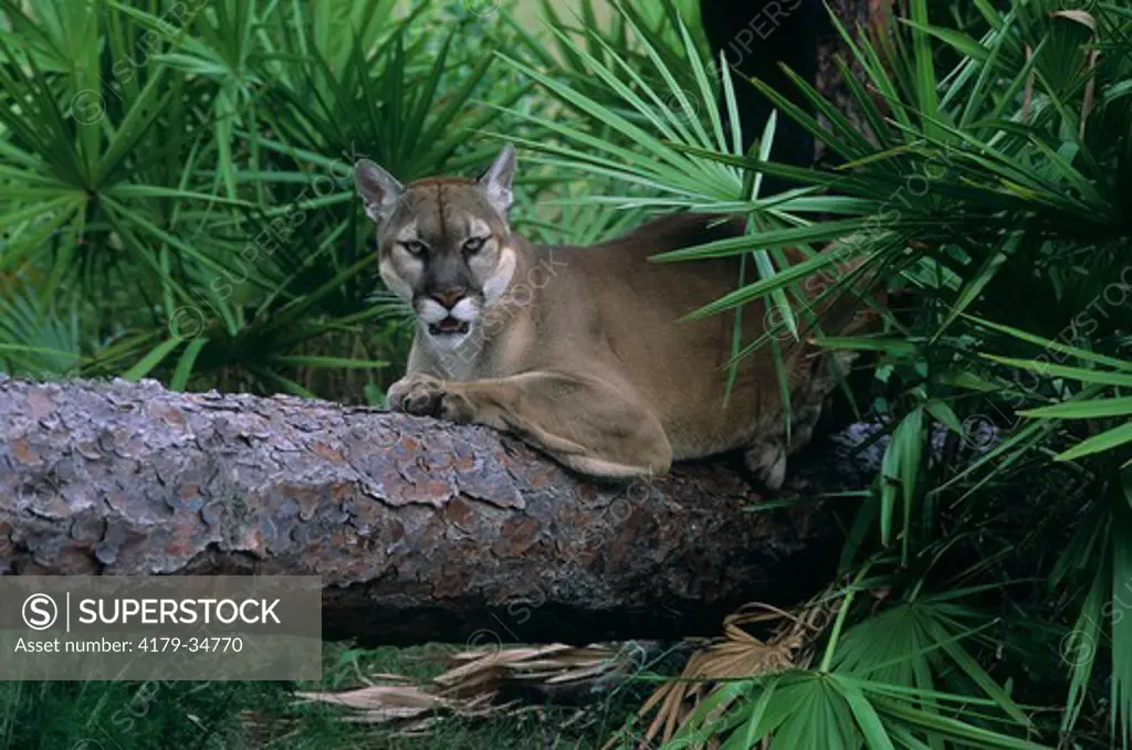 Florida Panther (Felis concolor coryi) FL