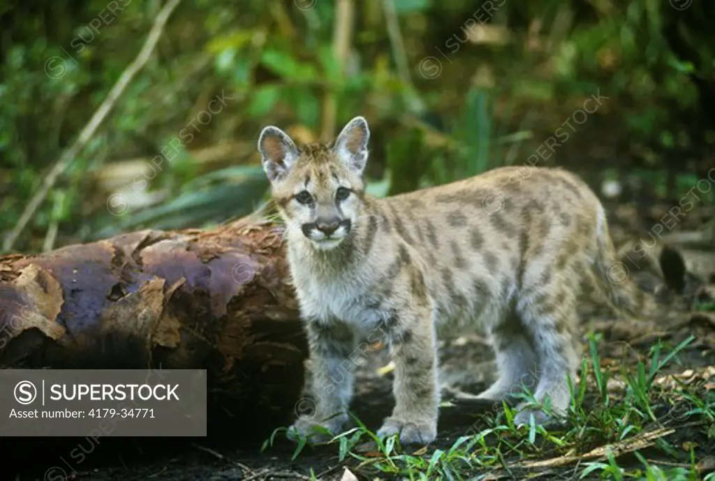 Cougar Kitten - FL Panther (Felis concolor) Southern Florida