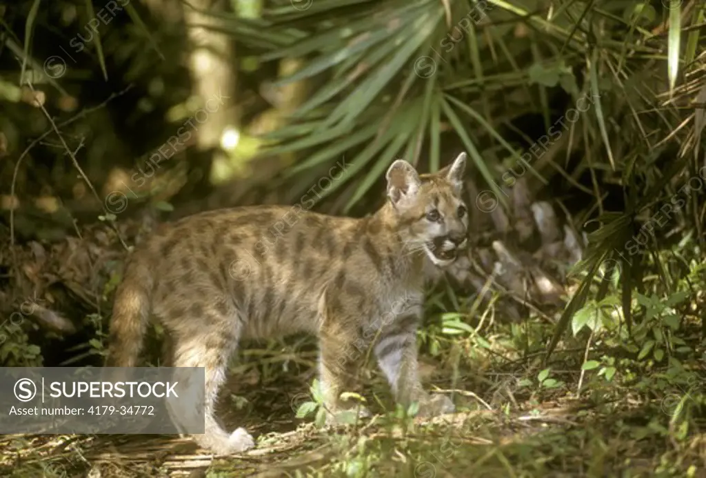 Cougar (Puma) Kitten (Felis concolor) Southern Florida