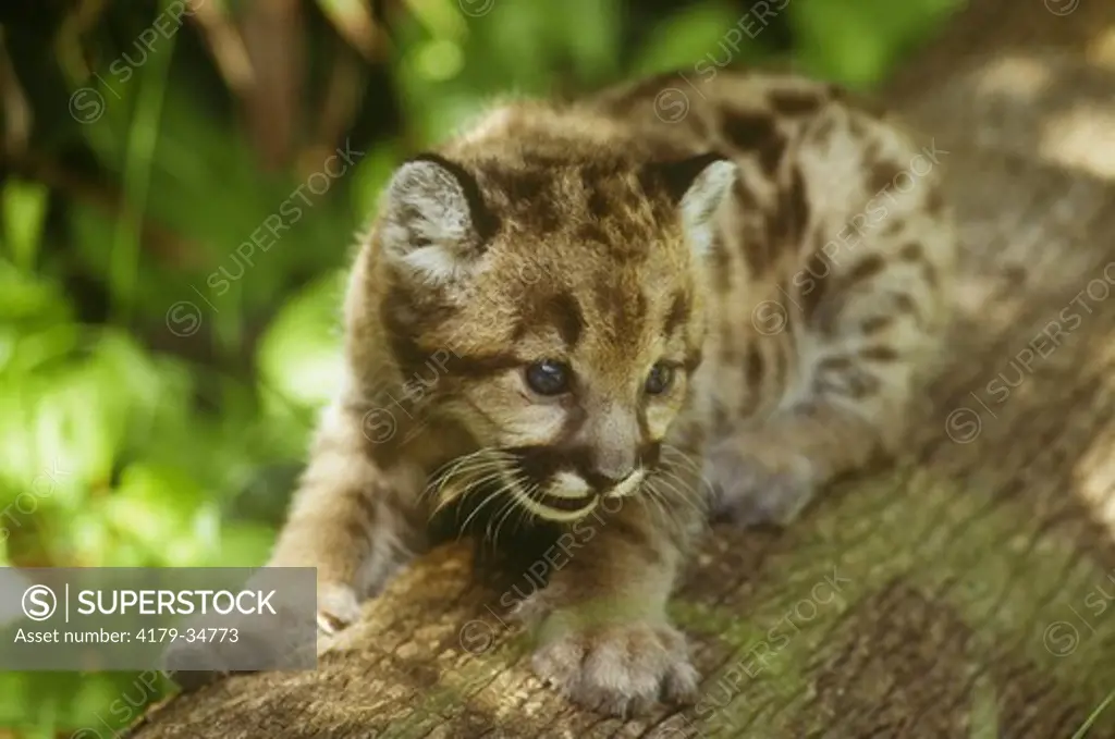 Florida Panther Kitten (Puma concolor coryi, formerly Felis concolor coryi) on Log, Florida, Endangered (USESA), CITES I, Critically Endangered (IUCN)