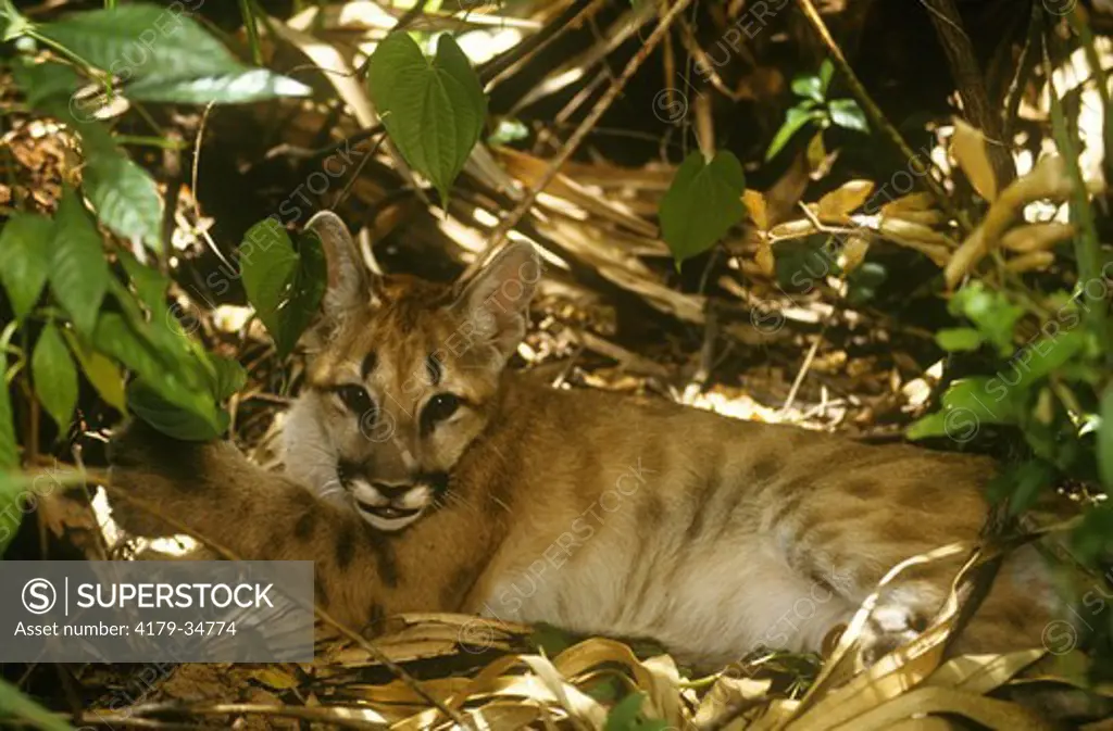 Florida Panther Kitten (Felis concolor coryi), endangered