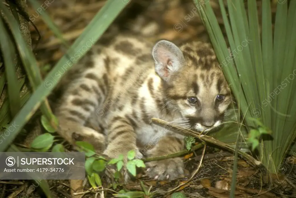 Baby Florida Panther (Felis concolor) Florida