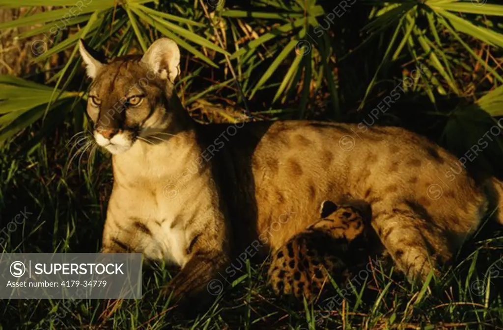 Florida Panther with cub (Felis concolor coryi) Nursing female cub