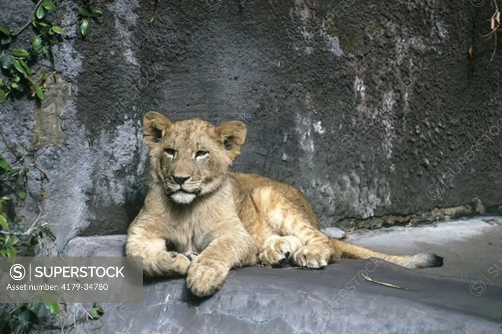 Transvaal lion cub, IC, Panthera leo krugeri, San Diego Zoo, California