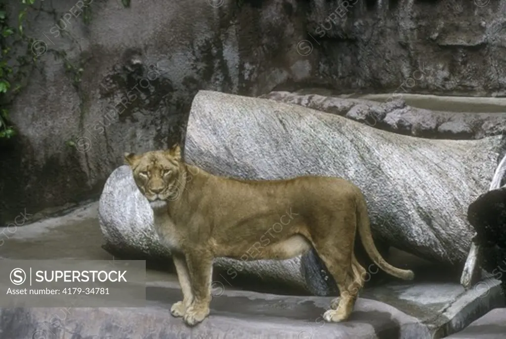 Transvaal lion, IC (Panthera leo krugeri) San Diego Zoo, California