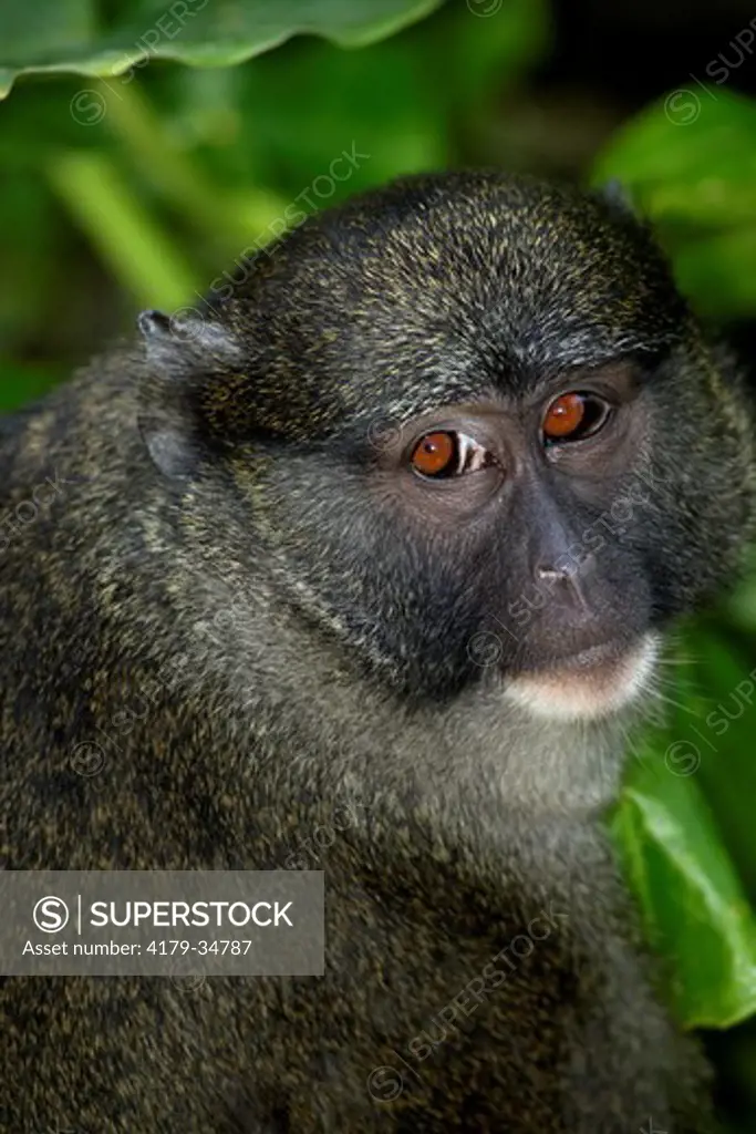 Allen's Swamp Monkey (Allenopithecus nigroviridis) Found in Congo, Zaire San Diego Zoo, California,