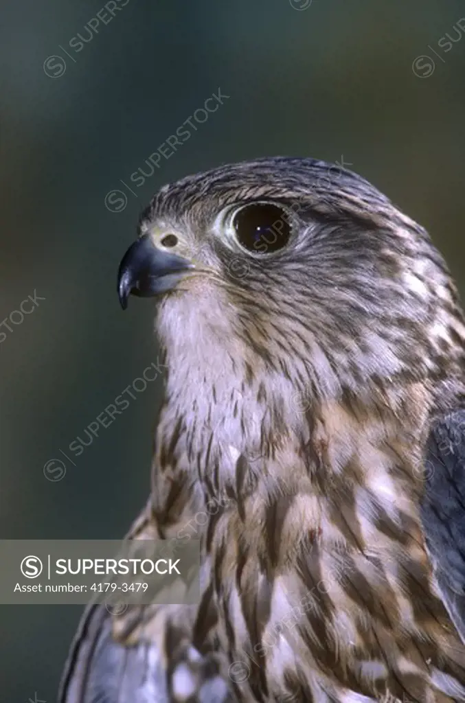 Pigeon Hawk or Merlin (Falco columbarius) Montana