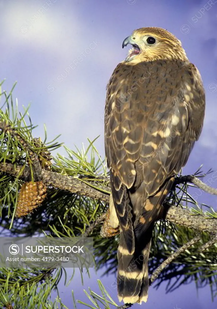 Merlin on Branch (Falco columbarius)