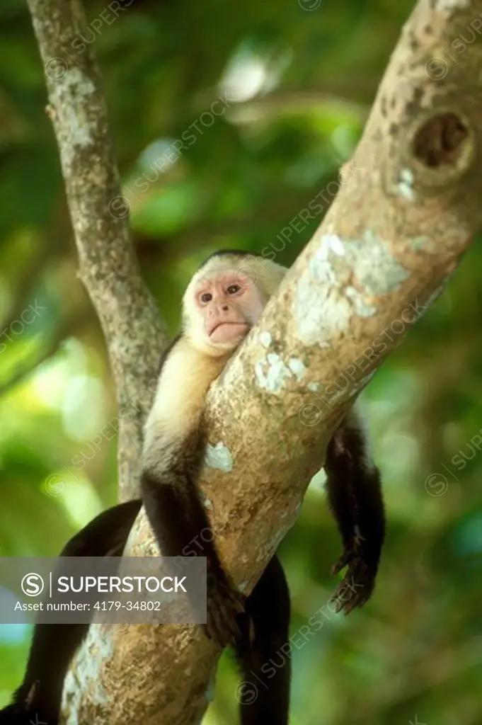 White-Faced Capuchin Monkey (Cebus capucinus) Manuel Antonio NP