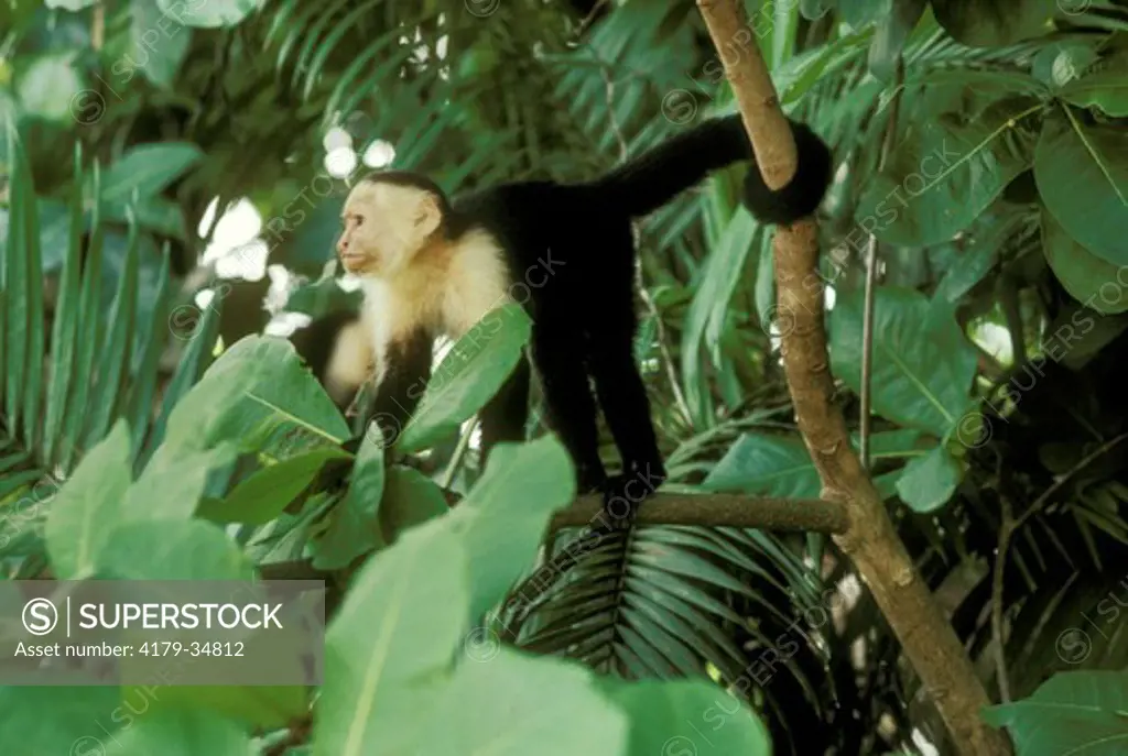 White-Faced Capuchin (Cebus capucinus)   Wild Costa Rica