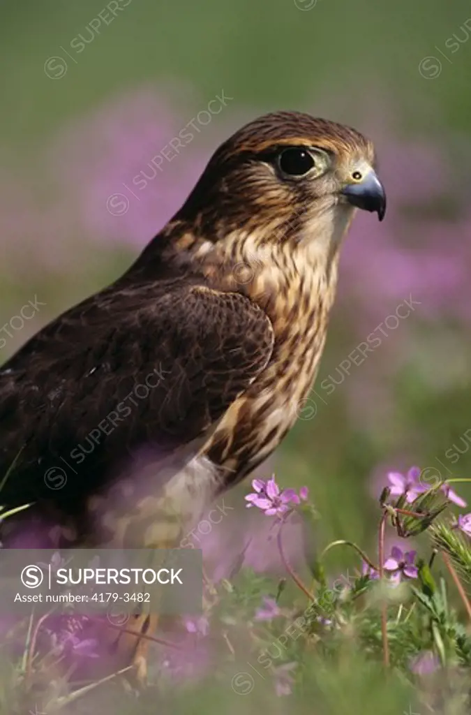Merlin female in Cranesbill (Falco columbarius) Ft. Collins, Colorado