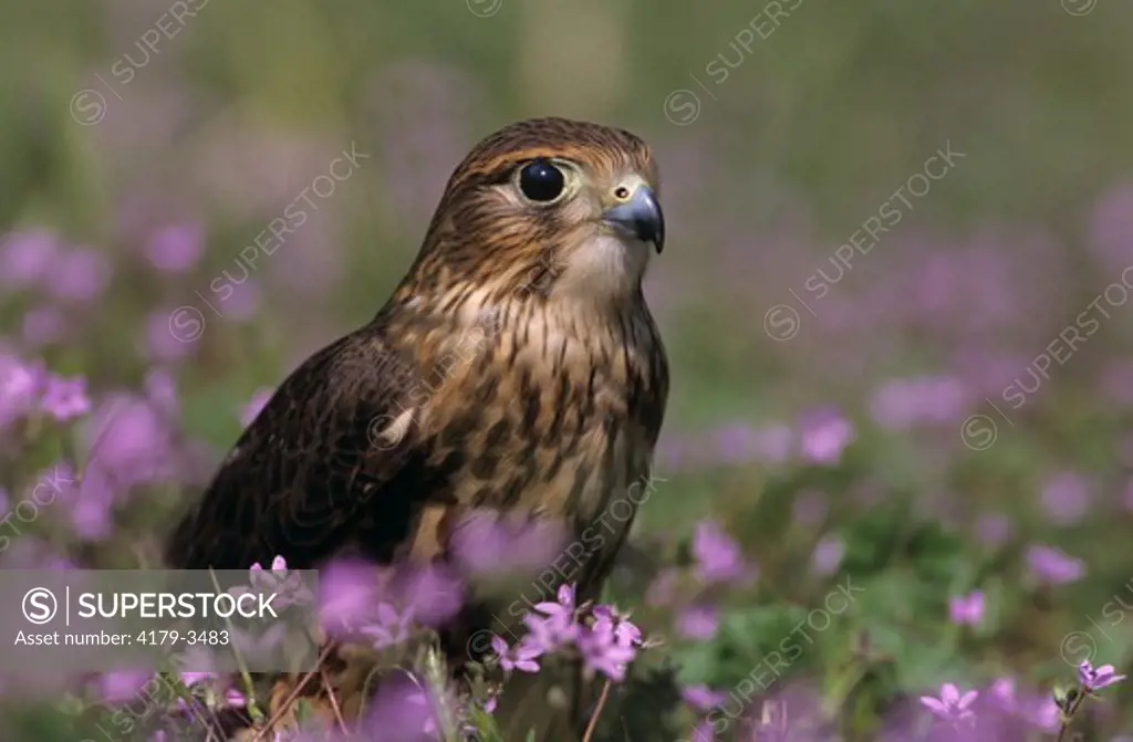 Merlin female in cranesbill (Falco columbarius) Ft. Collins Colorado