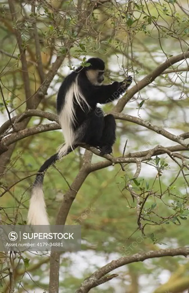 Black and White Colobus Monkey in tree, Lake Nakuru National Park, Kenya