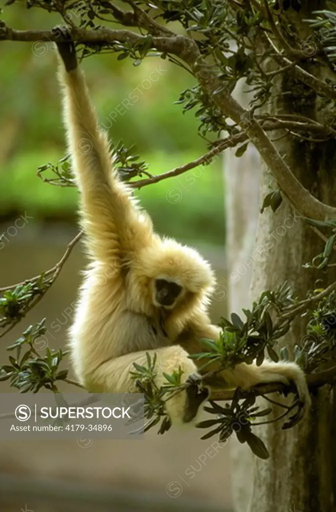 White-handed Gibbon (Hylobates lar), Miami Zoo, FL