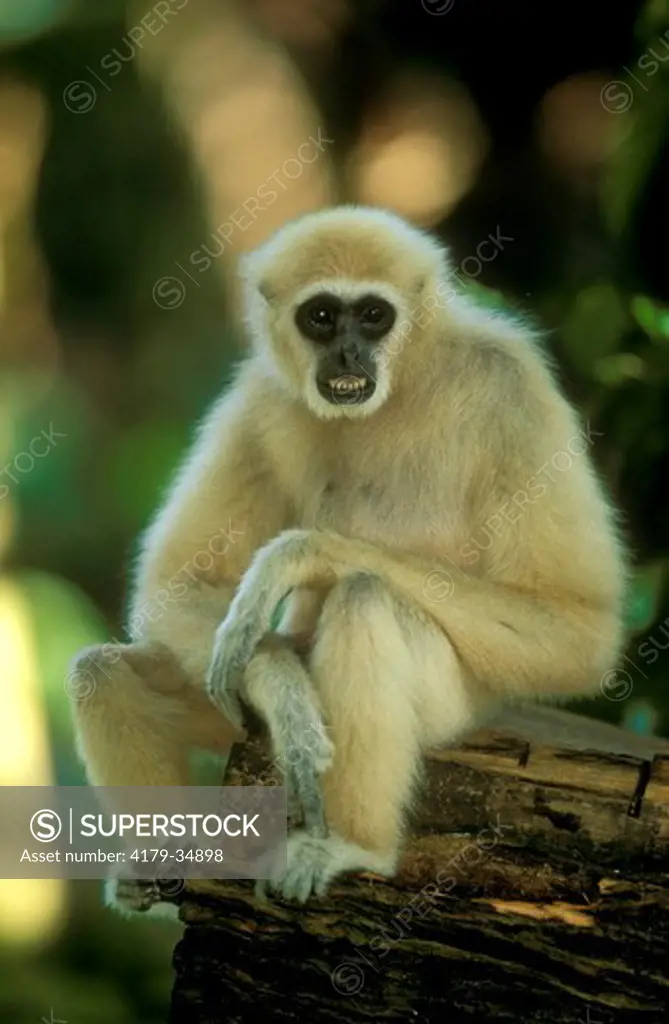 White-handed Gibbon (Hylobates lar), adult male