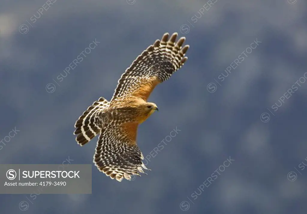 Red-shouldered Hawk (Buteo lineatus), San Diego County, California