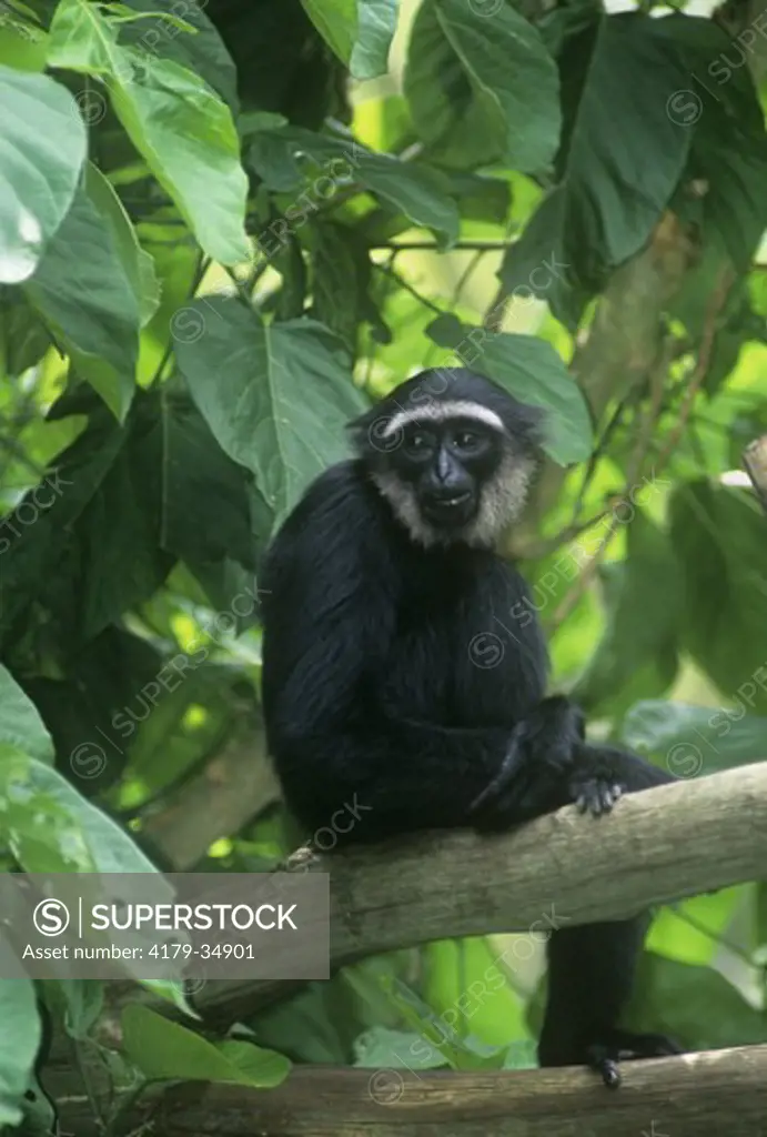 Agile Gibbon (Hylobates agilis), IC, S.E. Asia Rainforests