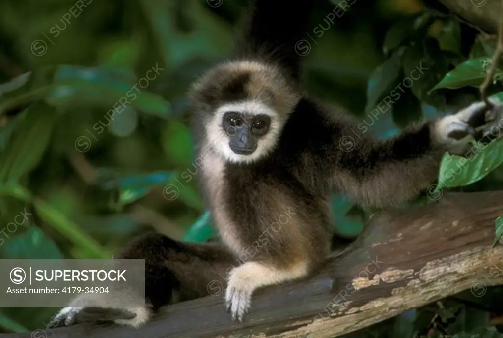 White-handed Gibbon, juv. (Hylobates lar), IC, S.E. Asia Rainforests
