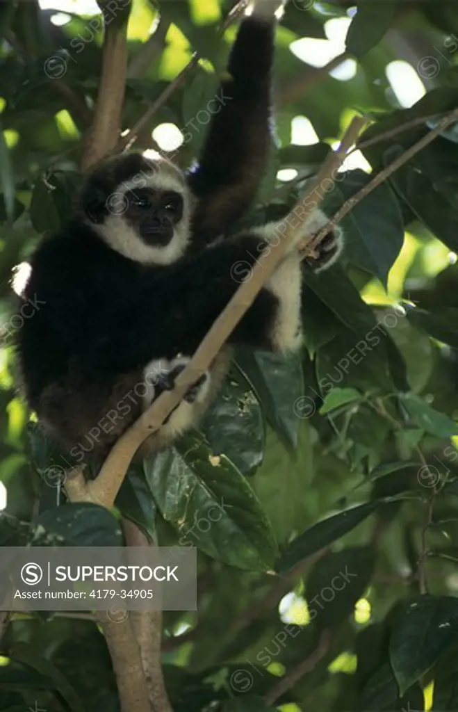 White-handed Gibbon, baby (Hylobates lar) captive