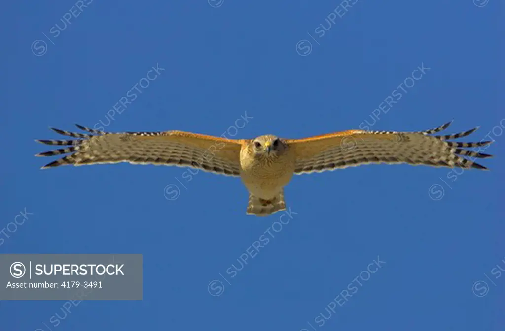 adult red-shouldered hawk, Florida race  (Buteo lineatus extimus ) Florida, USA