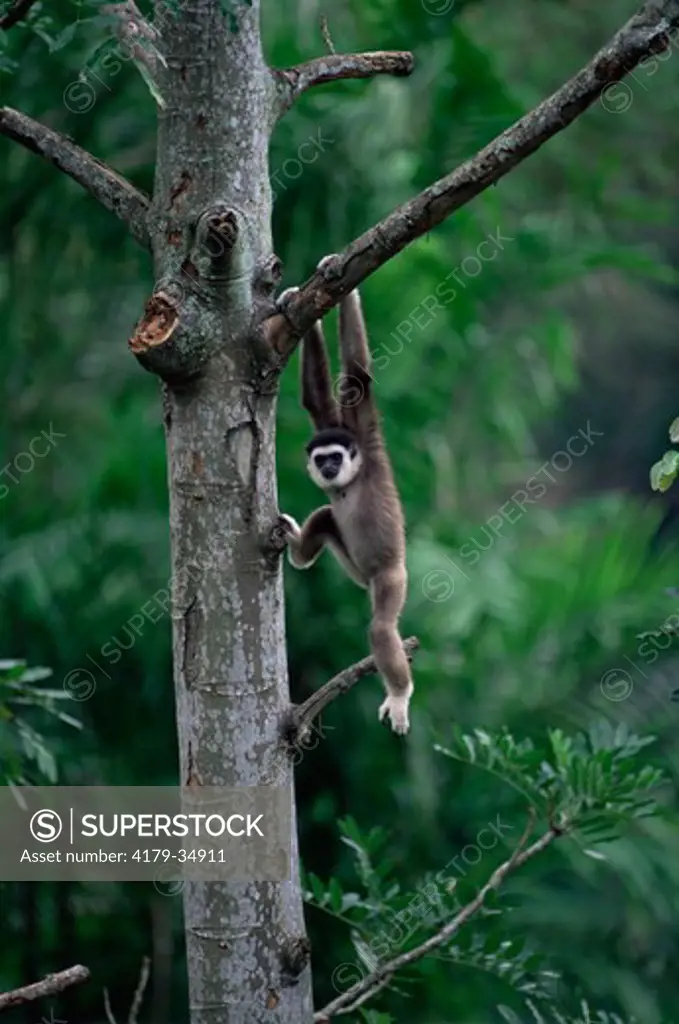 Juvenile White-handed Gibbon in tree Hylobates lar} captive