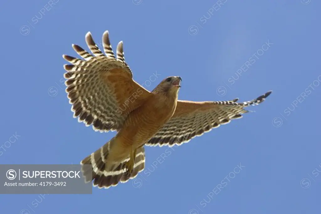 Adult Red-shouldered Hawk (Buteo lineatus), San Diego County, California flying