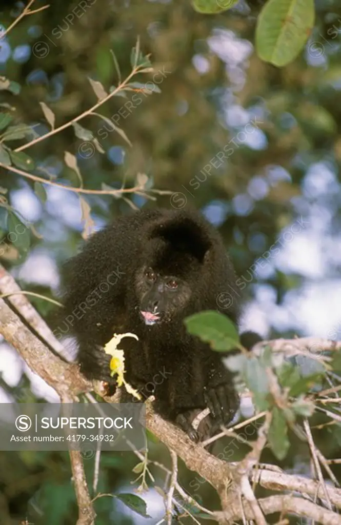 Black Howler Monkey (Alouatta pigra), Community Baboon Sanctuary, Belize