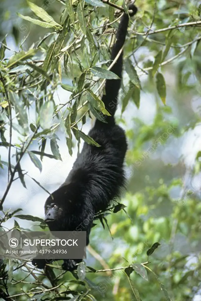 Adult Male Black Howler Monkey (Alouatta pigra)  Com. Baboon Sanct., Belize