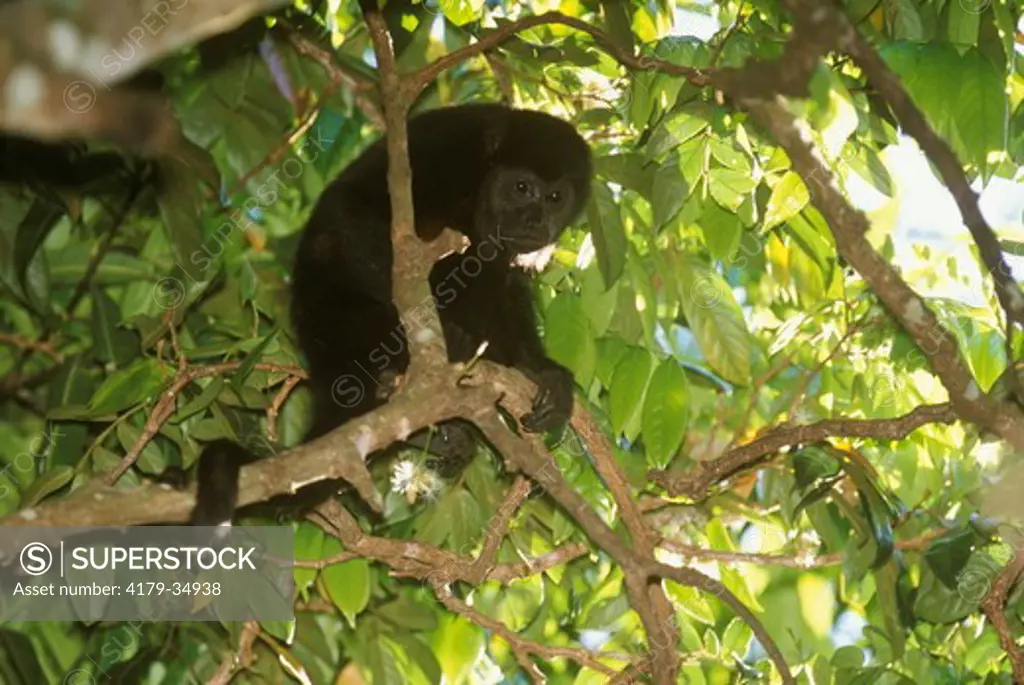 Mantled Howler Monkey (Alouatta palliata)