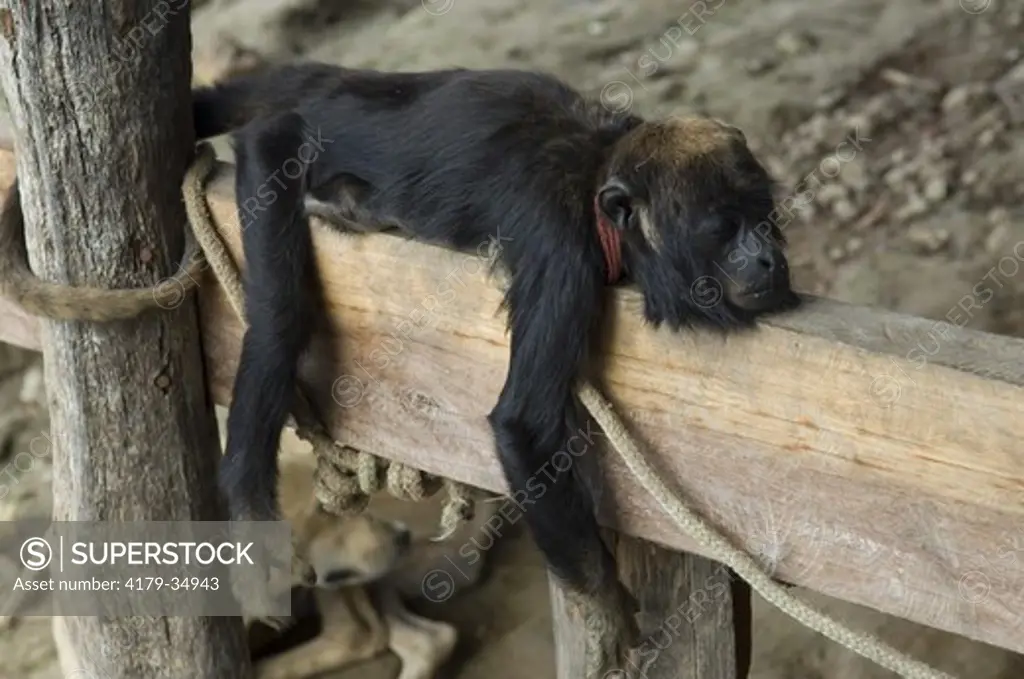 Howler Monkey (Alouatta belzebul) asleep, pet of ribeirinho, PA 151 road, Igarap-Miri, Par, Brazil 7-6-07