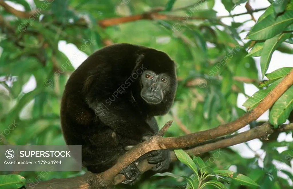 Black Howler Monkey (Alouatta caraya), adult male, Costa Rica