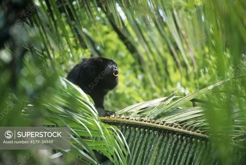 Black Howler Monkey    (Alouatta pigra) Community Baboon Sanctuary/Belize/CA C.America