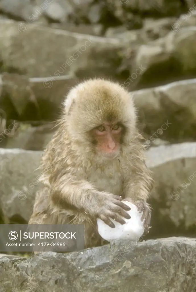 Japanese Macaque aka Snow Monkey with Snow Ball, Jigokudani NP, Japan (Macaca fuscata)