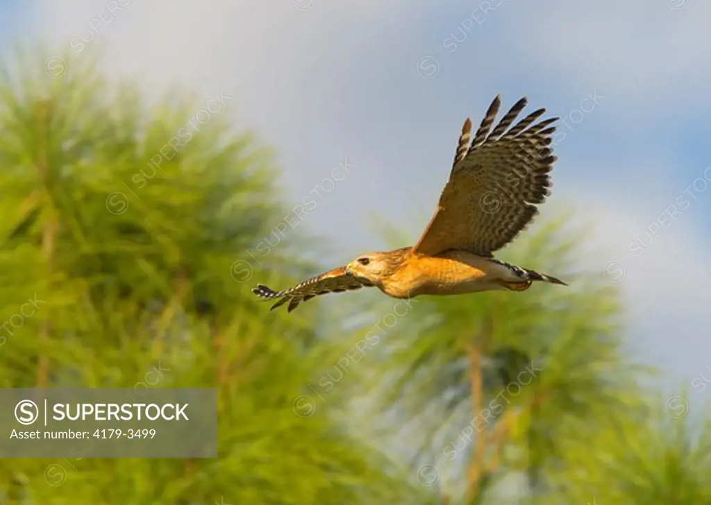 Red-shouldered Hawk w/ very full Crop, Florida Race (Buteo lineatus extimus), Everglades National Park, Florida, USA