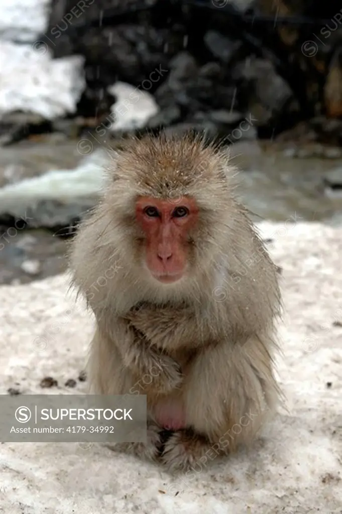 Japanese Macaque sitting on snow (Macaca fuscata) Nagano, Japan digital capture