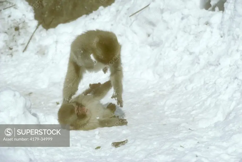 Snow Monkey (Macaca fuscata) Playing Young Shigakogen, Japan
