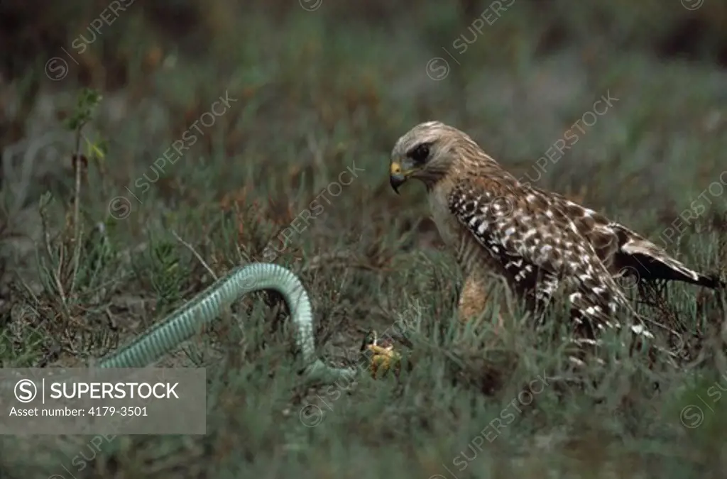 Red-shouldered Hawk with Garter Snake prey