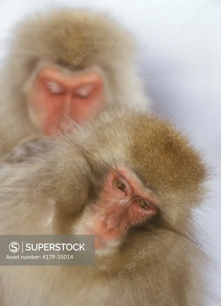 Japanese Macaques or Snow Monkeys (Macaca fuscata), mutual grooming in Bath, Japan, Jigokudani, Honshu