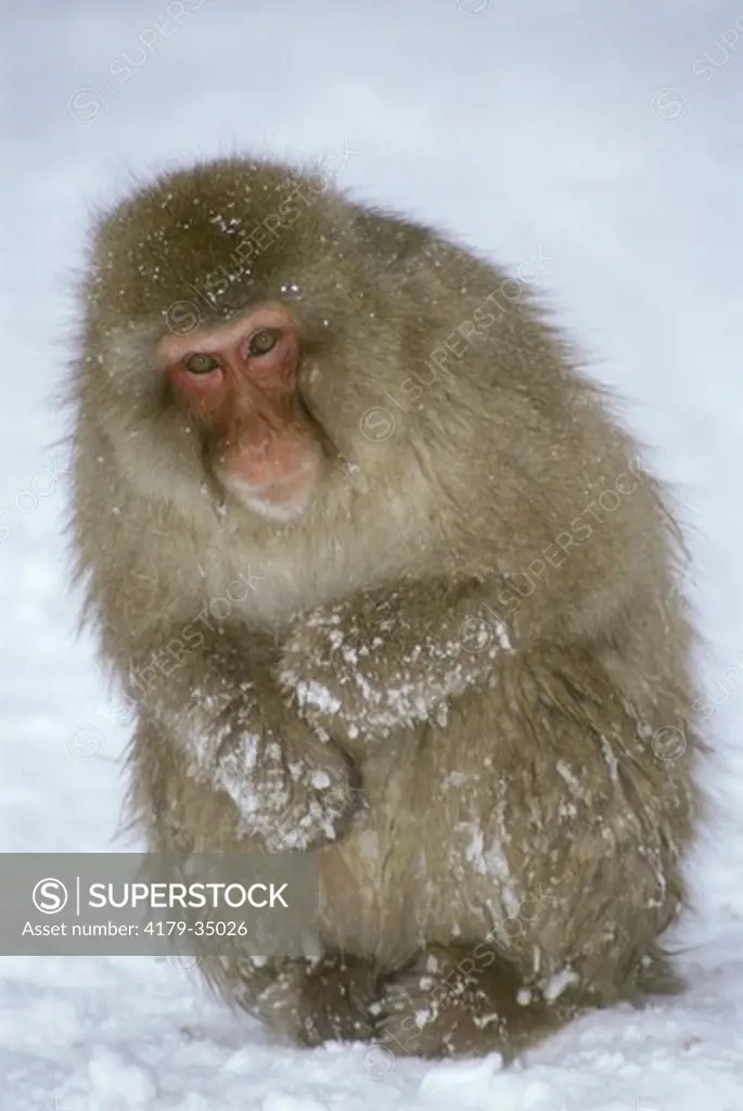 Japanese Macaque aka Snow Monkey (Macaca fuscata) Hell Valley, Nagano Japan