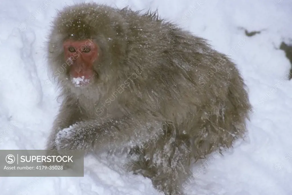 Japanese Macaque aka Snow monkey (Macaca fuscata) Hell Valley, Nagano Japan