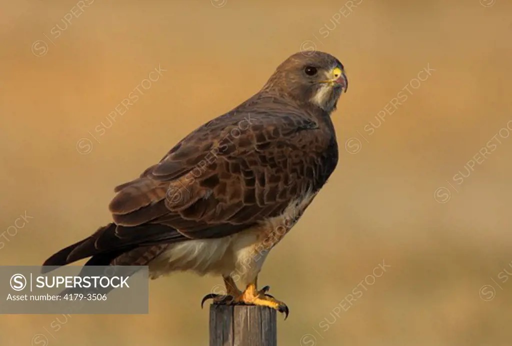 Red-tailed Hawk (Buteo jamaicensis) Western Kansas