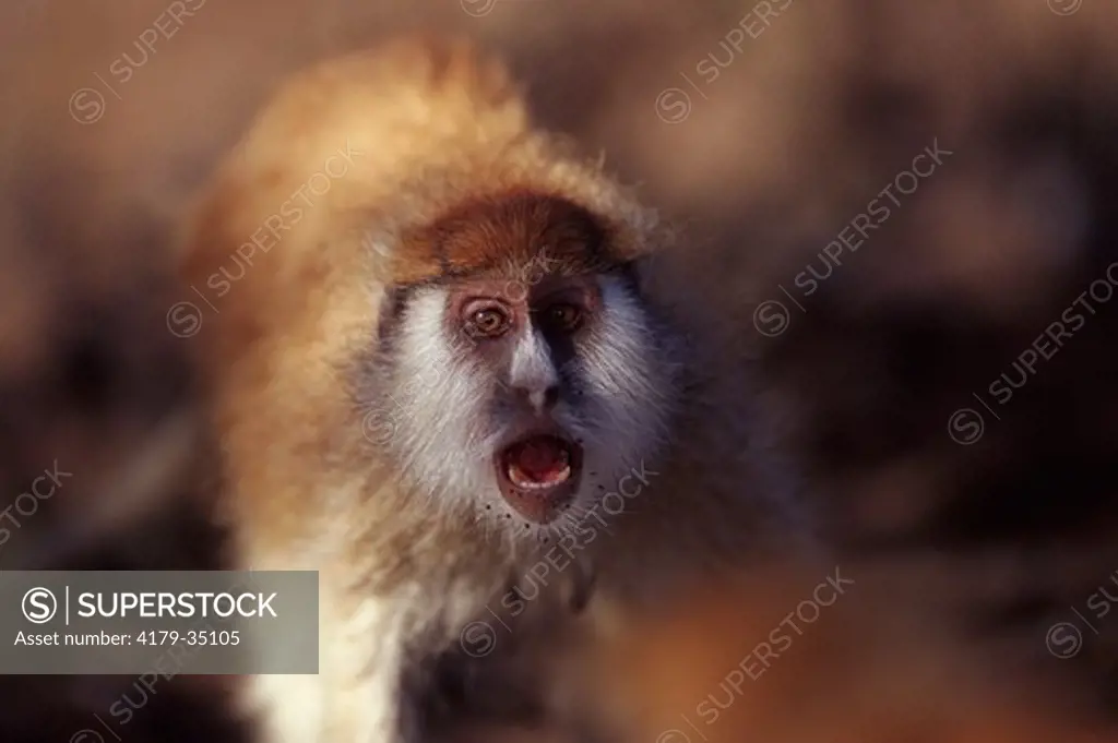 Patas Monkey vocalising Erythrocebus patas} Laikipia Plateau, Kenya